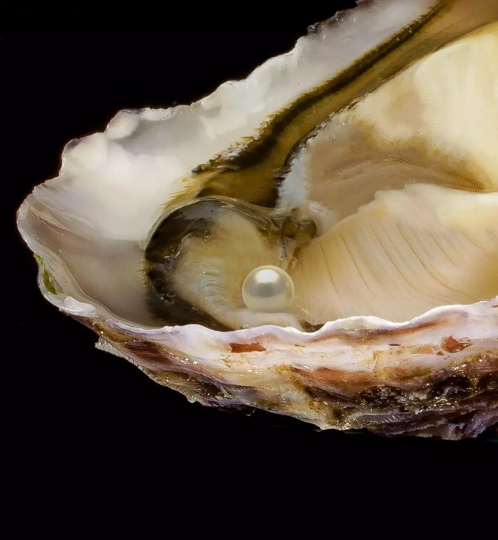 Coquille d'huître dorée à servir - Huître et perle dans une huître