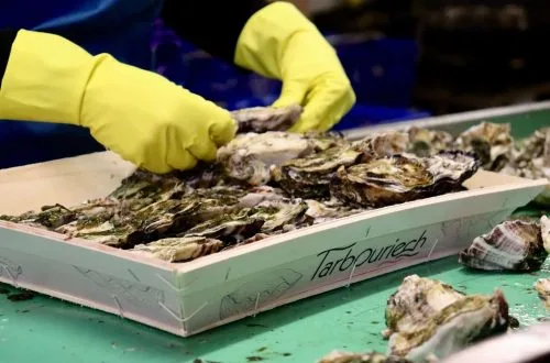 Livraison huitres haut de gamme direct producteur Maison Tarbouriech