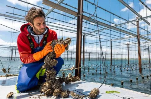 Livraison huitre dans toute la France en direct du producteur Maison Tarbouriech
