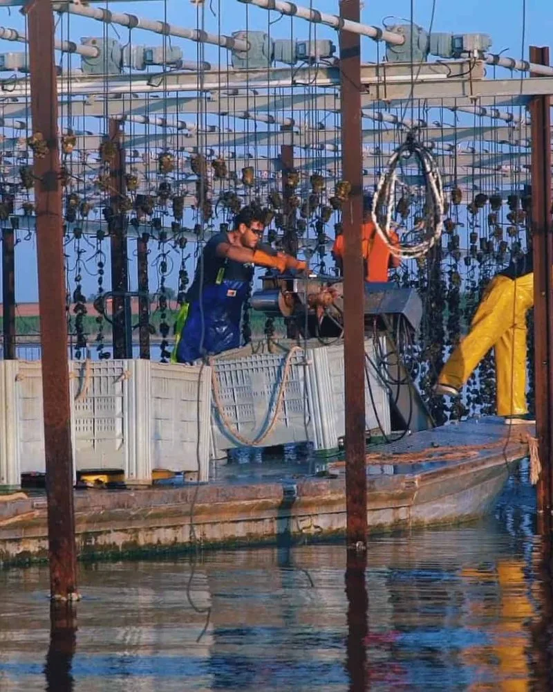 Récolte des huitres de la Maison Tarbouriech livraison rapide