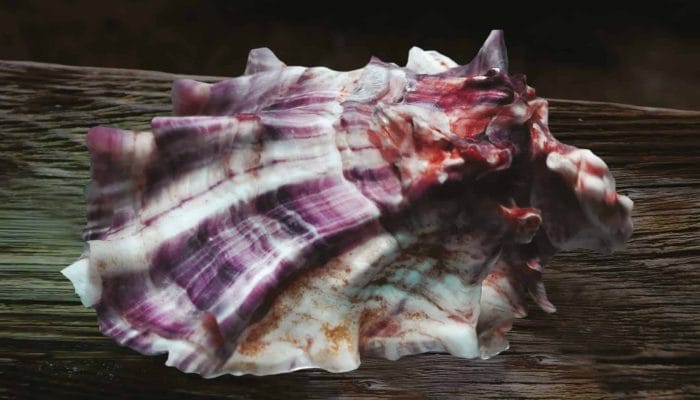 huitre-rose-speciale-Tarbouriech