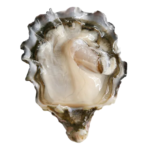 Huître rose spéciale Tarbouriech